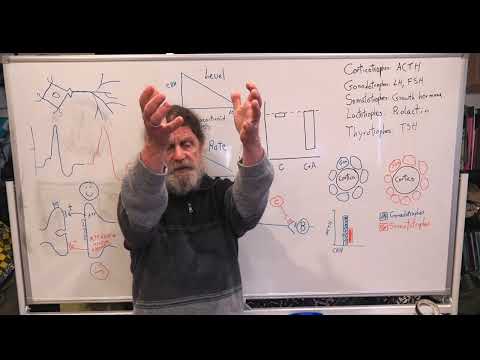 Miniatura del vídeo: 15. Human Behavioral Biology: Advanced Topics in Neuroendocrinology 1 by Robert Sapolsky