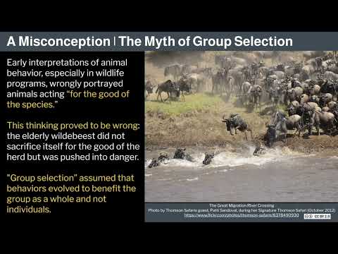 Miniatura del vídeo: 2. Human Behavioral Biology: Evolution of Behavior 1 by Robert Sapolsky