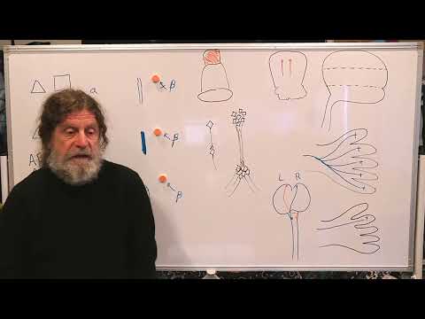 Miniatura del vídeo: 10. Human Behavioral Biology: Ethology 2 by Robert Sapolsky