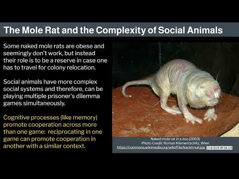 Miniatura del vídeo: 3. Human Behavioral Biology: Evolution of Behavior 2 by Robert Sapolsky