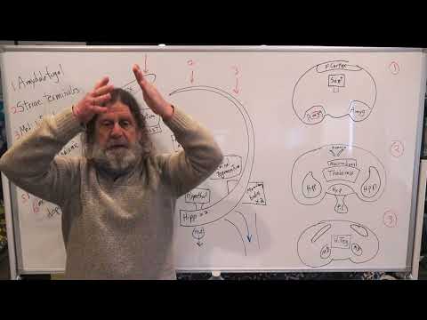 Miniatura del vídeo: 12. Human Behavioral Biology: Limbic System 2 by Robert Sapolsky