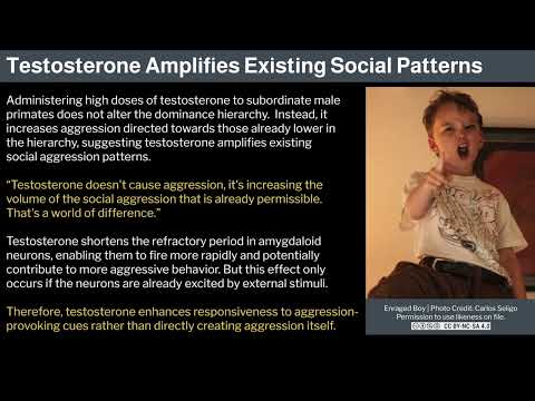 Miniatura del vídeo: 25. Violence and its Antidotes 3 by Robert Sapolsky
