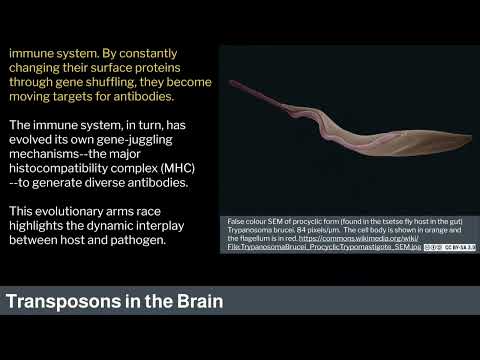 Miniatura del vídeo: 6. Human Behavioral Biology: Molecular Behavior Genetics 2 by Robert Sapolsky