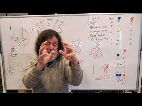 Miniatura del vídeo: 16. Human Behavioral Biology: Advanced Topics in Neuroendocrinology 2 by Robert Sapolsky OLD