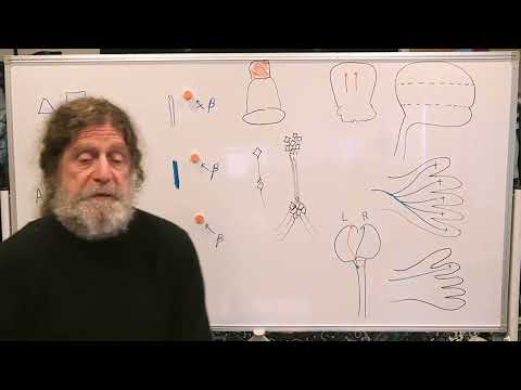 Miniatura del vídeo: 11. Human Behavioral Biology: Limbic System 1 by Robert Sapolsky